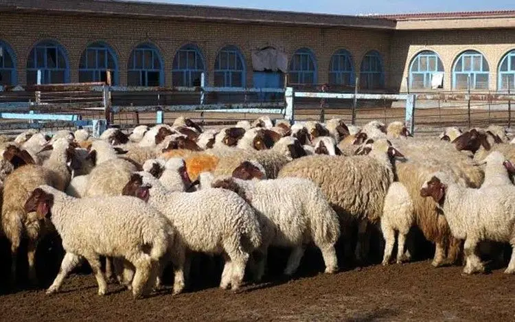 ذبح دام در تهران ممنوع شد