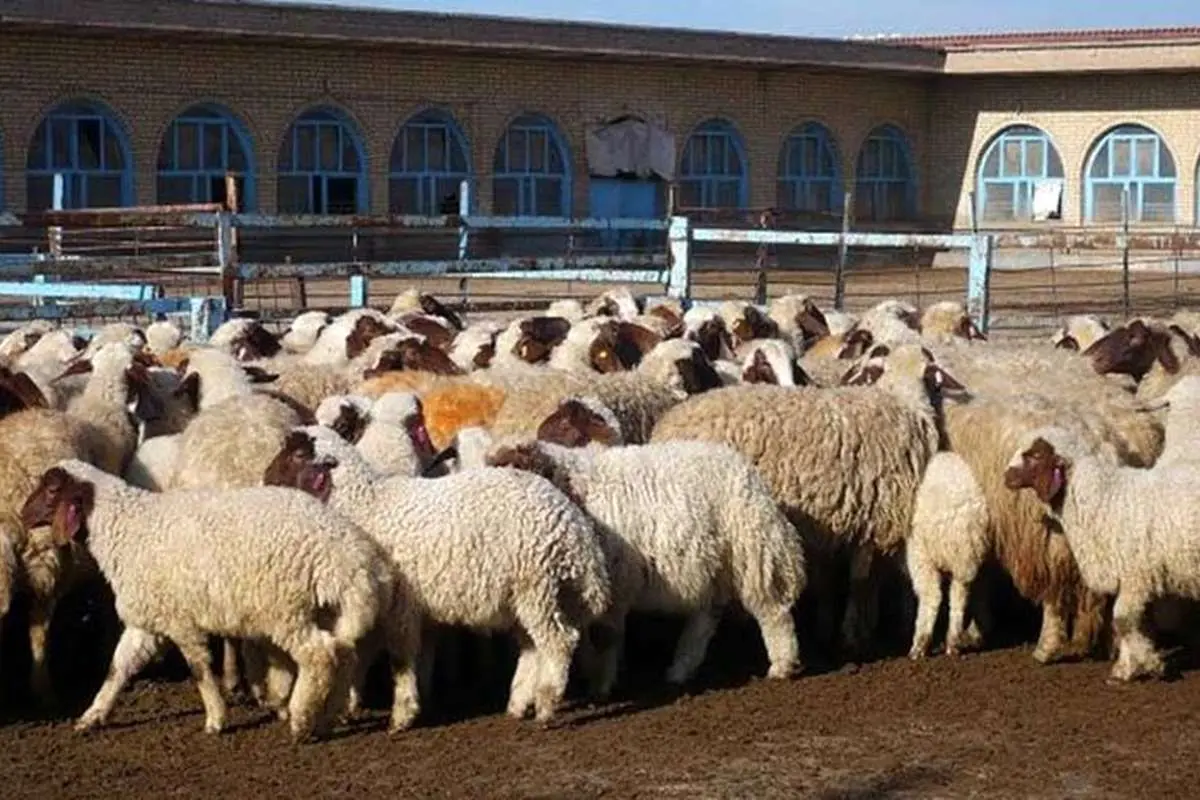 ذبح دام در تهران ممنوع شد