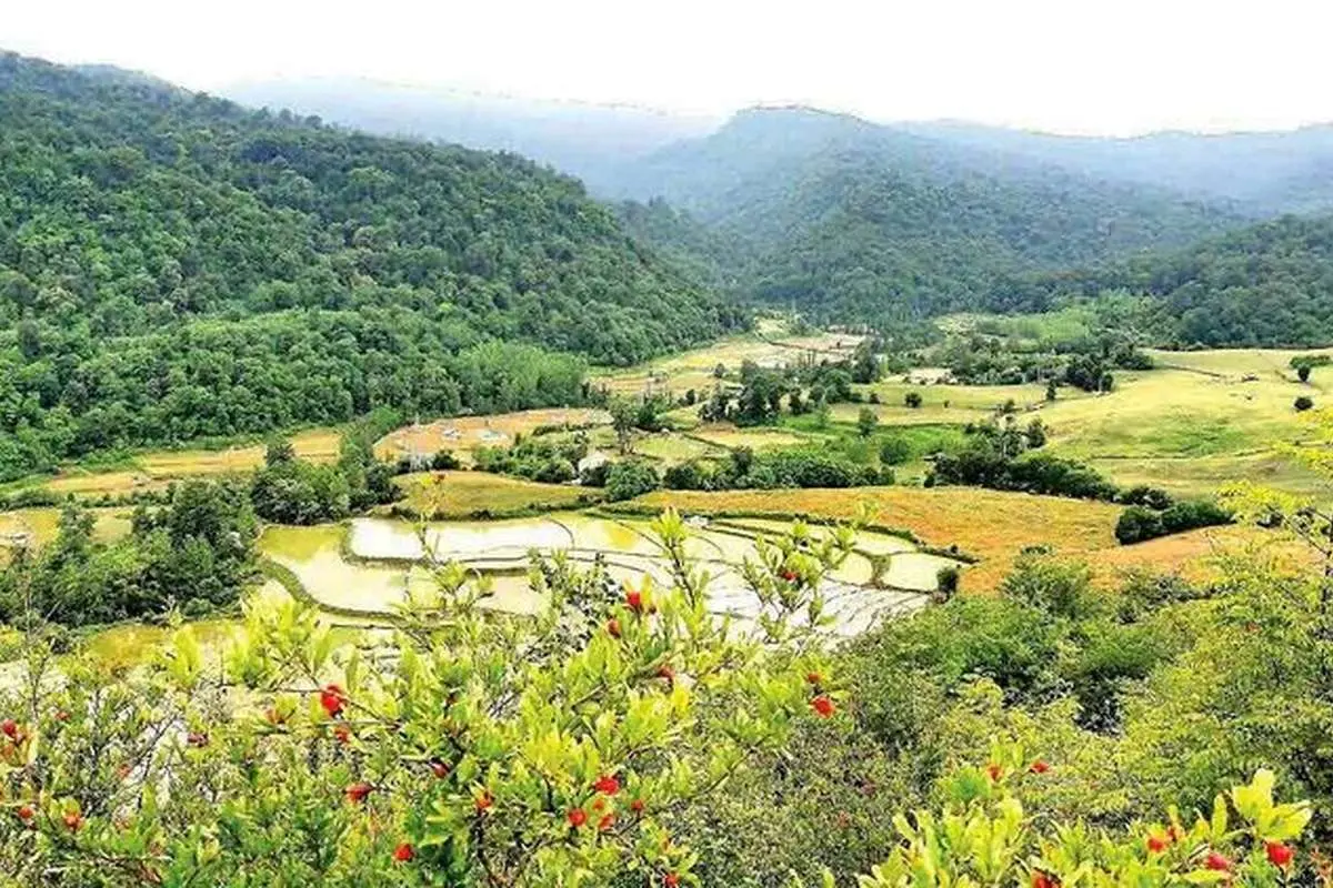 جزئیات ماجرای واگذاری ۵۶۰۰ هکتار جنگل به یک شخص!