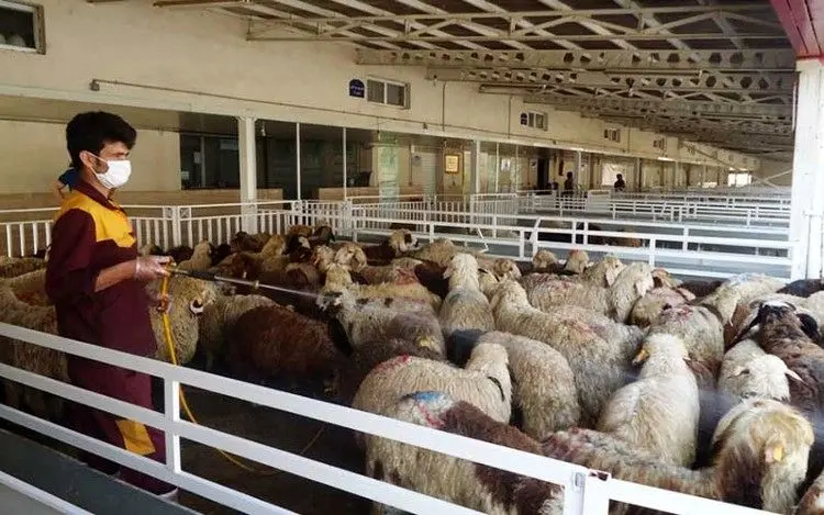 فروش گوسفند در مراکز عرضه دام البرز ممنوع شد