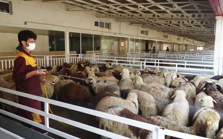 فروش گوسفند در مراکز عرضه دام البرز ممنوع شد
