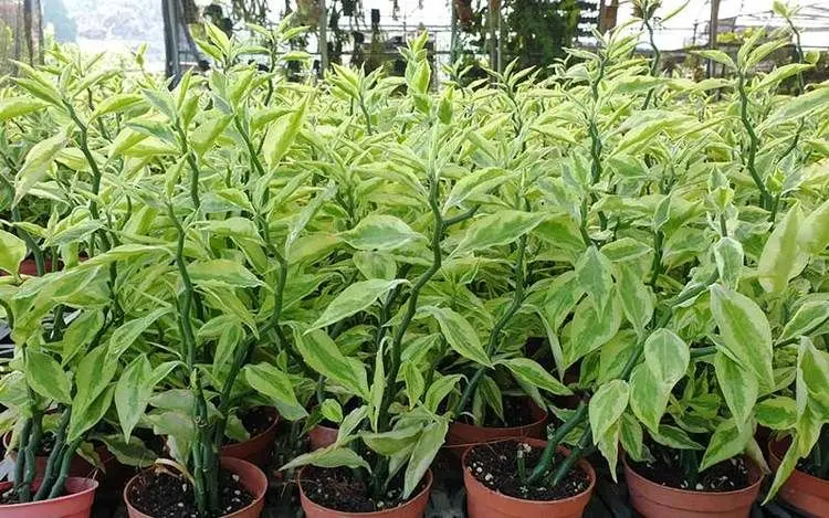 گیاه پدیلانتوس؛ نگهداری، پرورش و تکثیر ستون فقرات شیطان