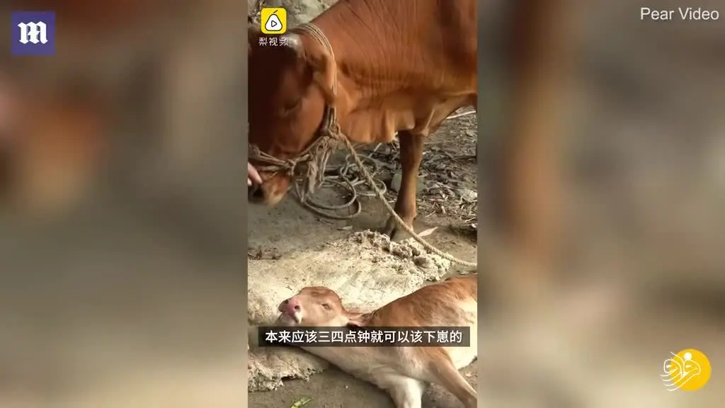 (ویدئو) تولد گوساله ای با دو سر!