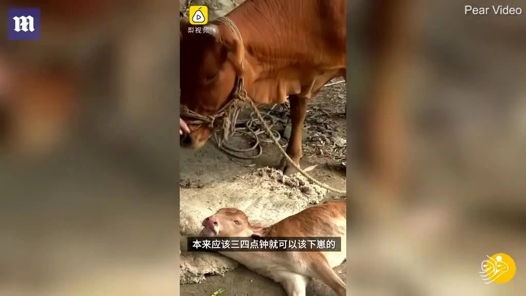 (ویدئو) تولد گوساله ای با دو سر!