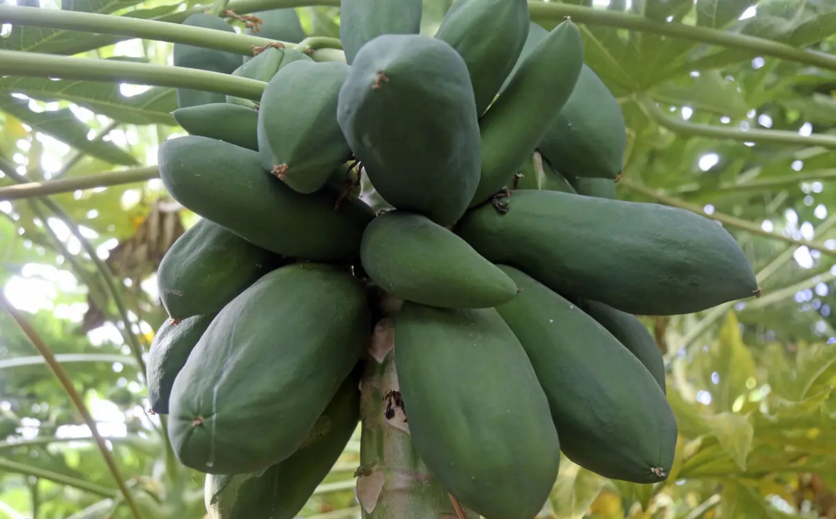 (تصاویر) کشت گیاه پاپایا در شهر یزد
