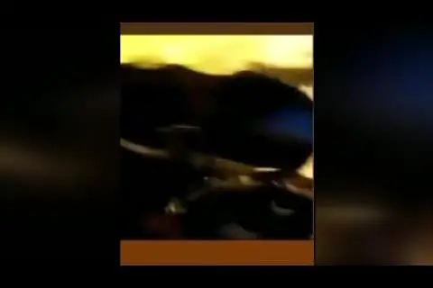 (ویدئو) راننده مست هیأت عزاداری در شهرقدس را زیر گرفت!