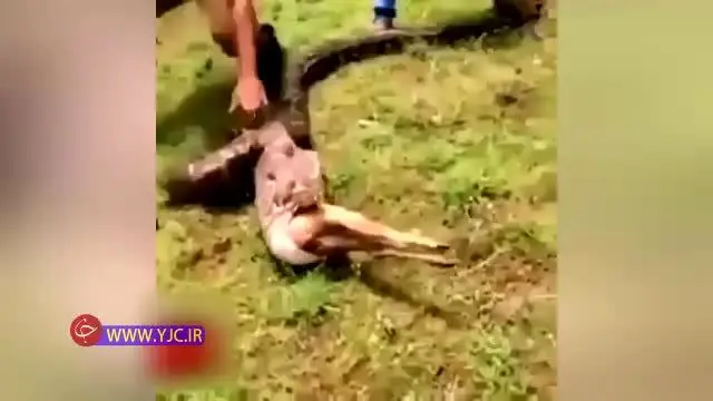 (ویدئو) لحظه ناباورانه بلعیده شدن یک آهوی بزرگ توسط مار!