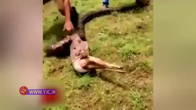 (ویدئو) لحظه ناباورانه بلعیده شدن یک آهوی بزرگ توسط مار!