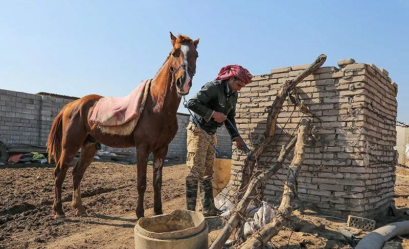 (تصاویر) یک روز با اهالی روستای ابوالبوه خوزستان