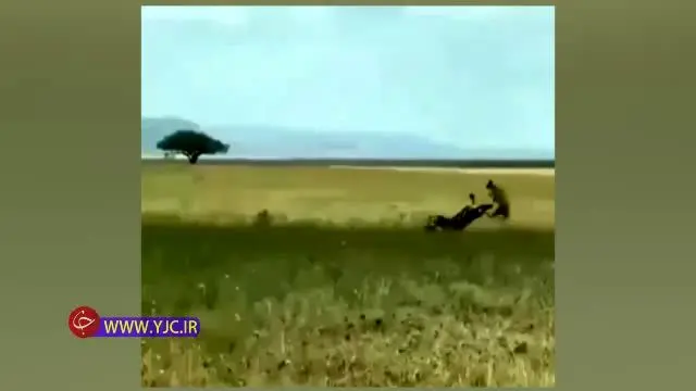 (ویدیو) از پای در آمدن یوزپلنگ در مصاف با گورخر