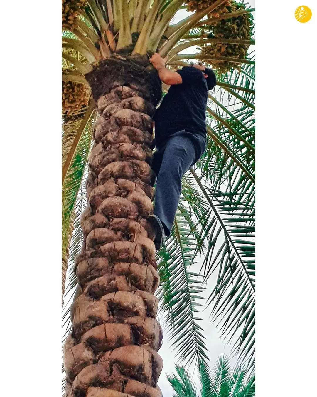 (تصویر) بالا رفتن آذری جهرمی از درخت نخل
