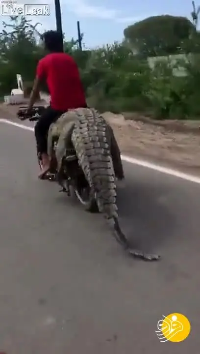 (ویدئو) حمل تمساح با موتورسیکلت!