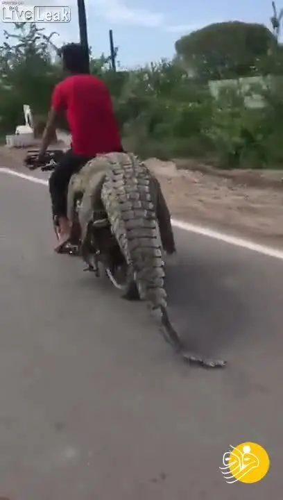 (ویدئو) حمل تمساح با موتورسیکلت!