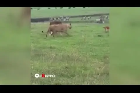 (ویدیو) حمله شجاعانه سگ به دو شیر