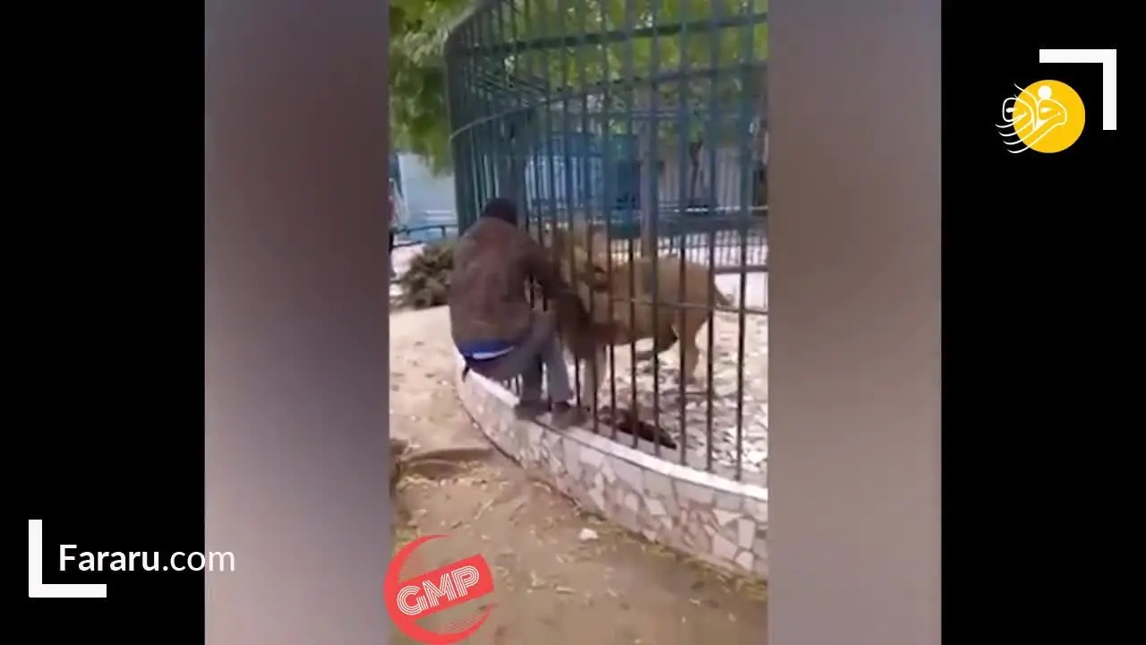 (ویدئو) حمله شیر به نگهبان باغ وحش