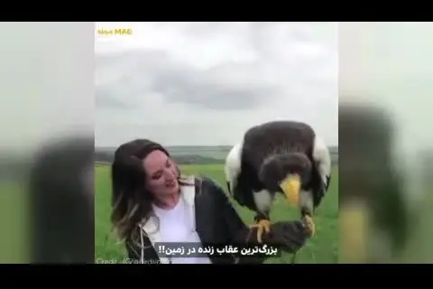 (ویدیو) بزرگترین عقاب زنده در جهان