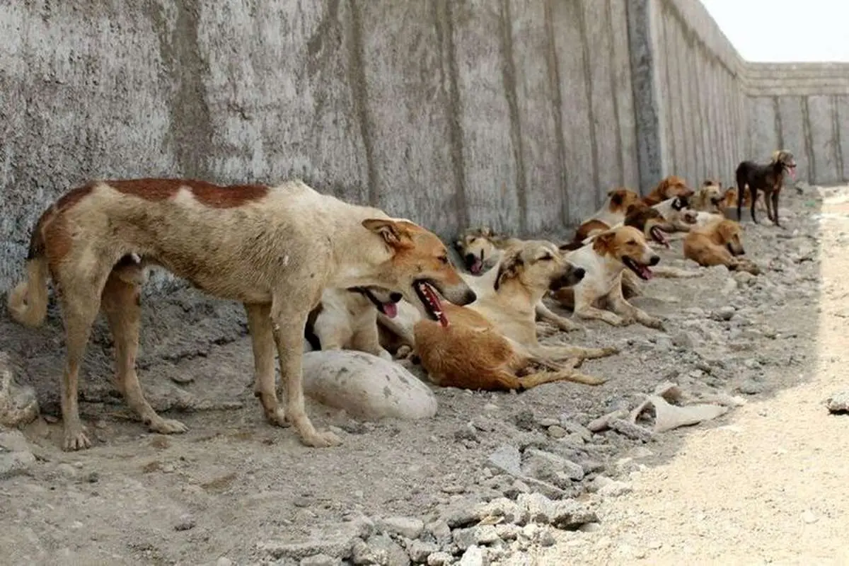 ۱۰سگ ولگرد پسر هشت ساله را دریدند