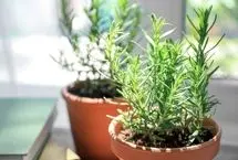 گیاه رزماری، از کاشت در منزل تا خواص درمانی