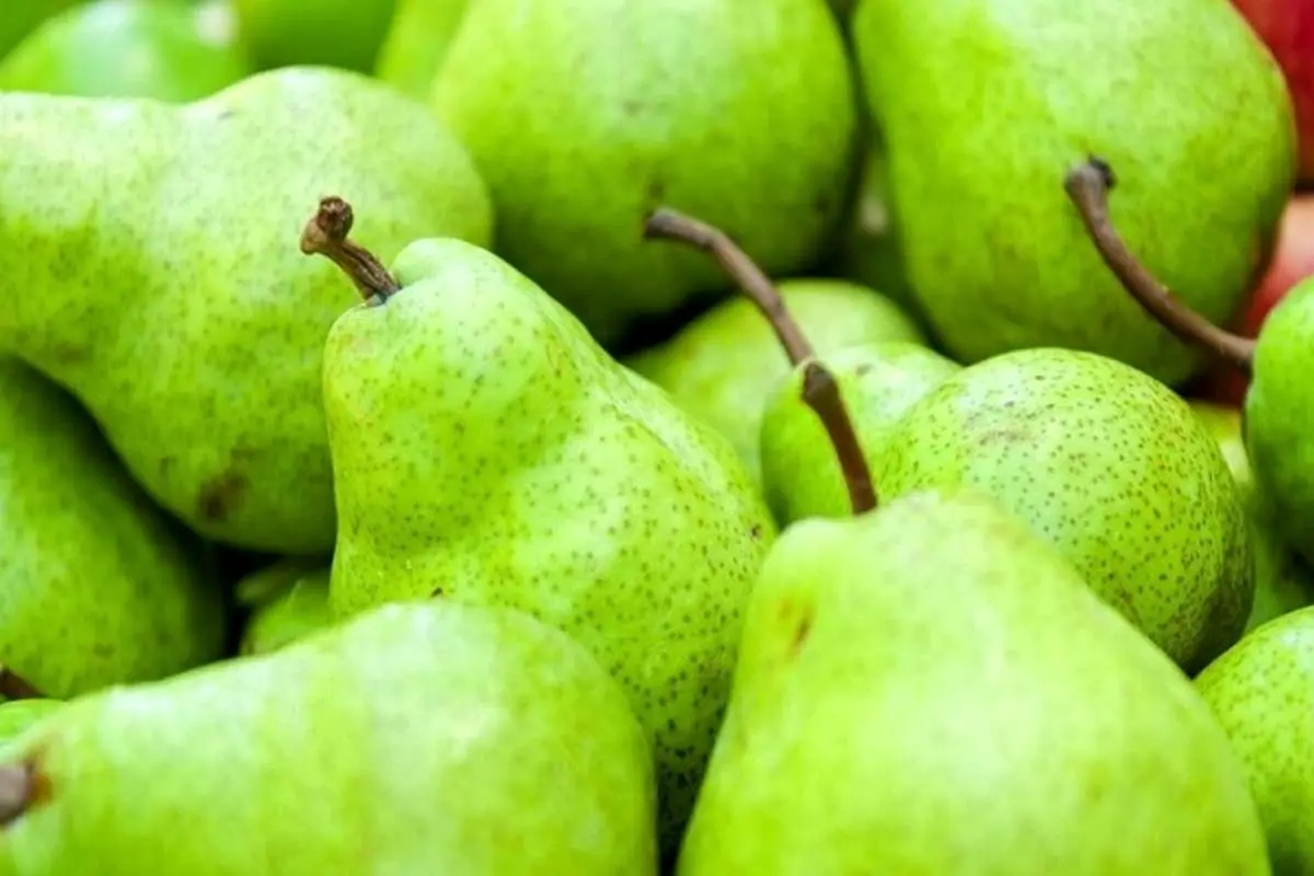واردات گلابی قاچاق از آمریکا