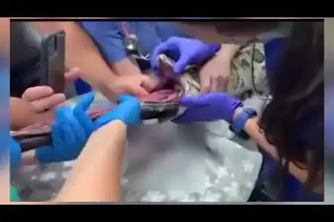 (ویدئو) کشف شی عجیب در شکم مار