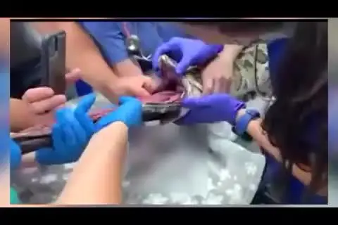 (ویدئو) کشف شی عجیب در شکم مار
