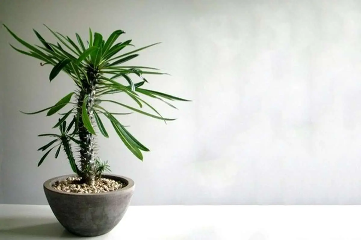 نکاتی برای پرورش و نگهداری از گیاه نخل ماداگاسکار