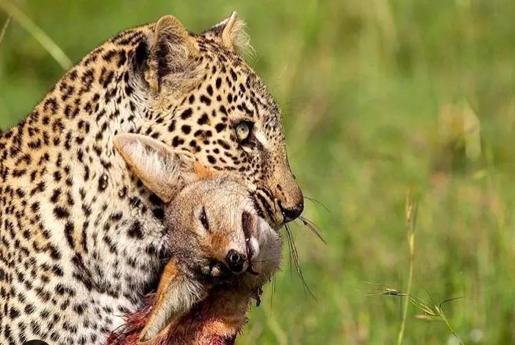 پلنگی که با خونسردی شغال را خفه کرد