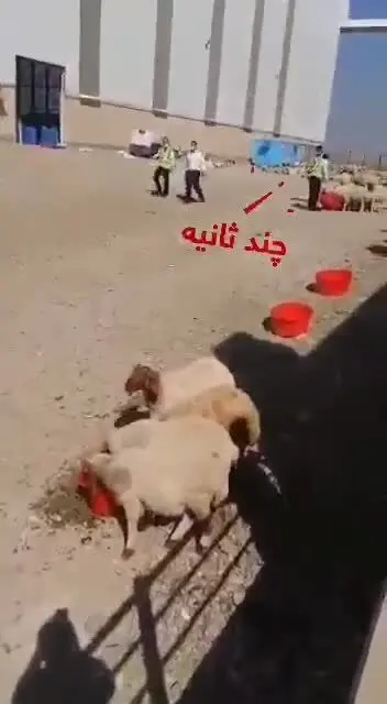 (ویدیو) فیلمی جدید از گوسفندانی که در فرودگاه امام فرود اضطراری داشتند