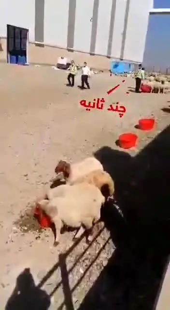 (ویدیو) فیلمی جدید از گوسفندانی که در فرودگاه امام فرود اضطراری داشتند