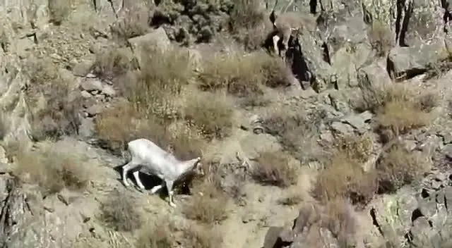 (ویدئو) مشاهده یک بز وحشی زال در خواف
