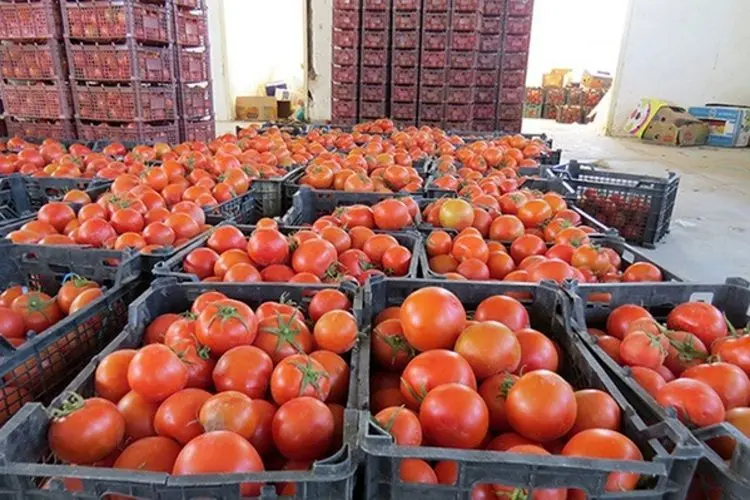 چرا عراق ۲۰۰ کامیون گوجه فرنگی ایران را برگشت داد؟