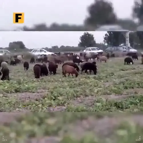 (ویدیو) هجوم عجیب مردم به مزرعه خیار در حاشیه تهران!