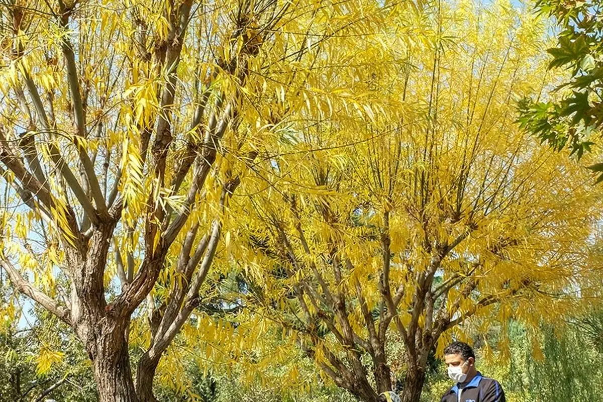 (تصاویر) تهران پاییزی