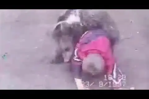 (ویدئو) کشتی گرفتن قهرمان جهان با خرس