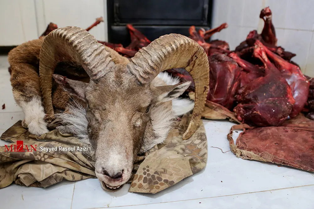(تصاویر) بازداشت شکارچی غیرمجاز در کلات