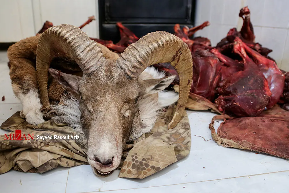 (تصاویر) بازداشت شکارچی غیرمجاز در کلات