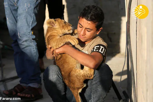 (تصاویر) دو بچه شیر حیوان خانگی کودک فلسطینی!