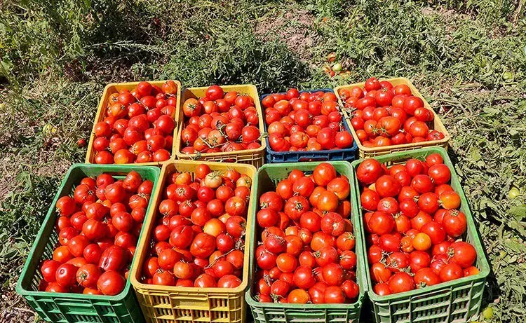 کاهش قیمت گوجه به ۴ هزارتومان تا ۲ هفته آینده