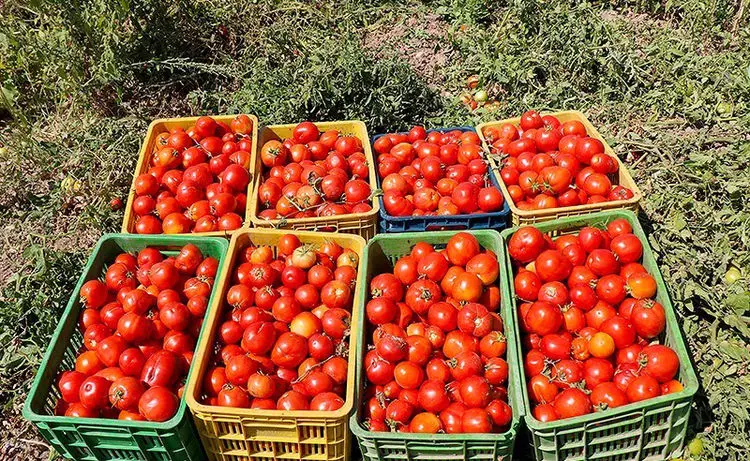 کاهش قیمت گوجه به ۴ هزارتومان تا ۲ هفته آینده