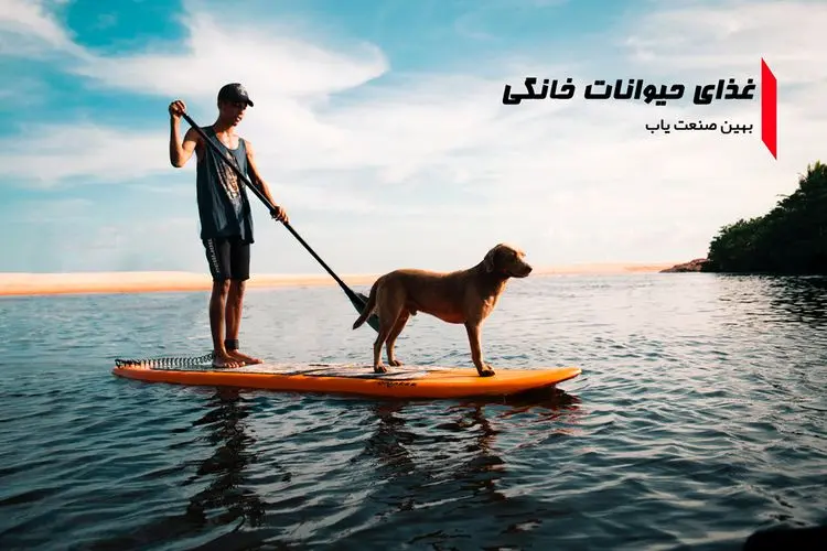 وضعیت غذای حیوانات خانگی در ایران چطور است؟ بهین صنعت یاب پاسخ میدهد