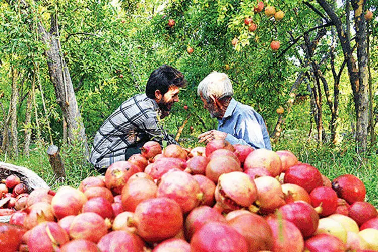 ماجرای گرانی انار؛ دلال‌ها جلوی عرضه انار را گرفتند