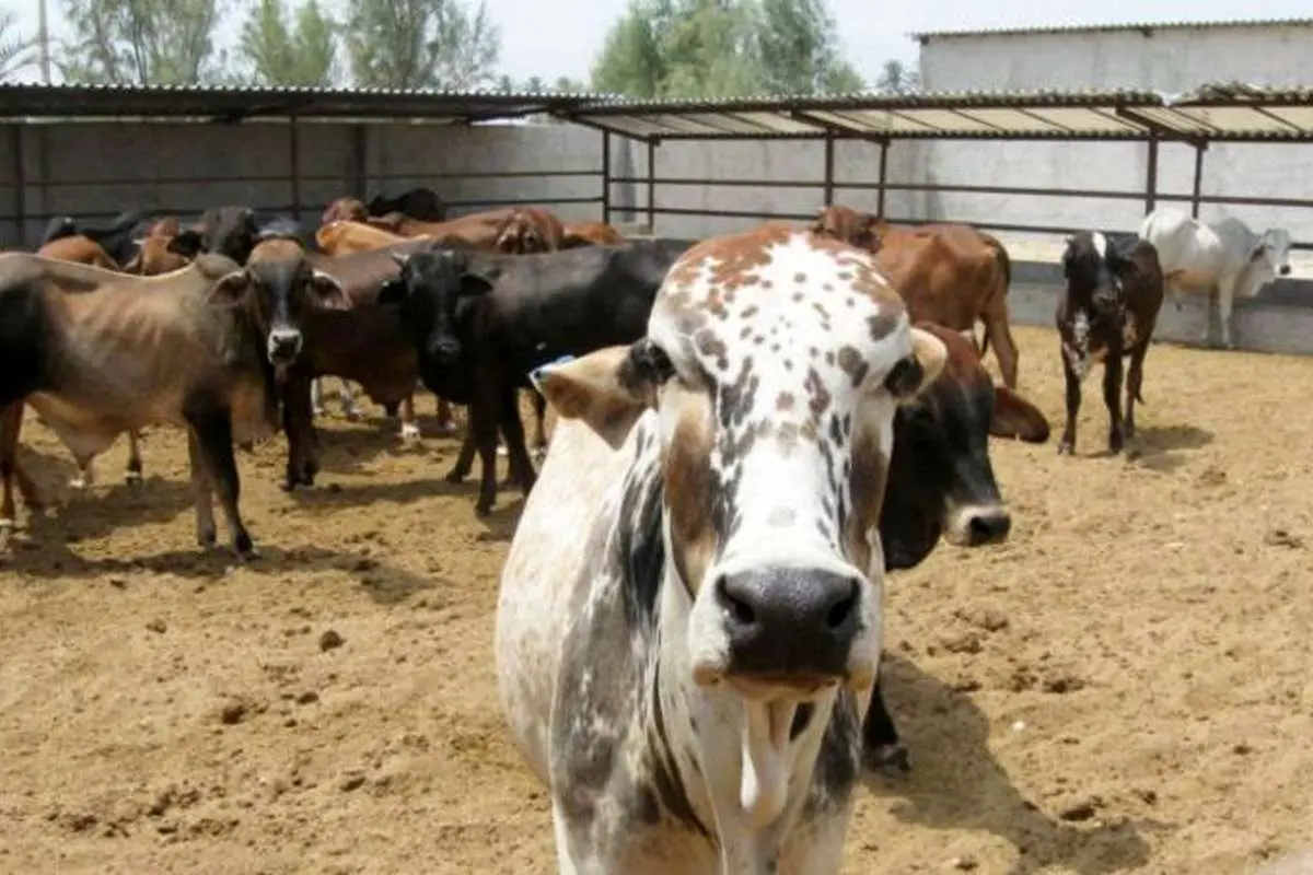 بررسی تکنیکال قیمت گوشت گاو زنده