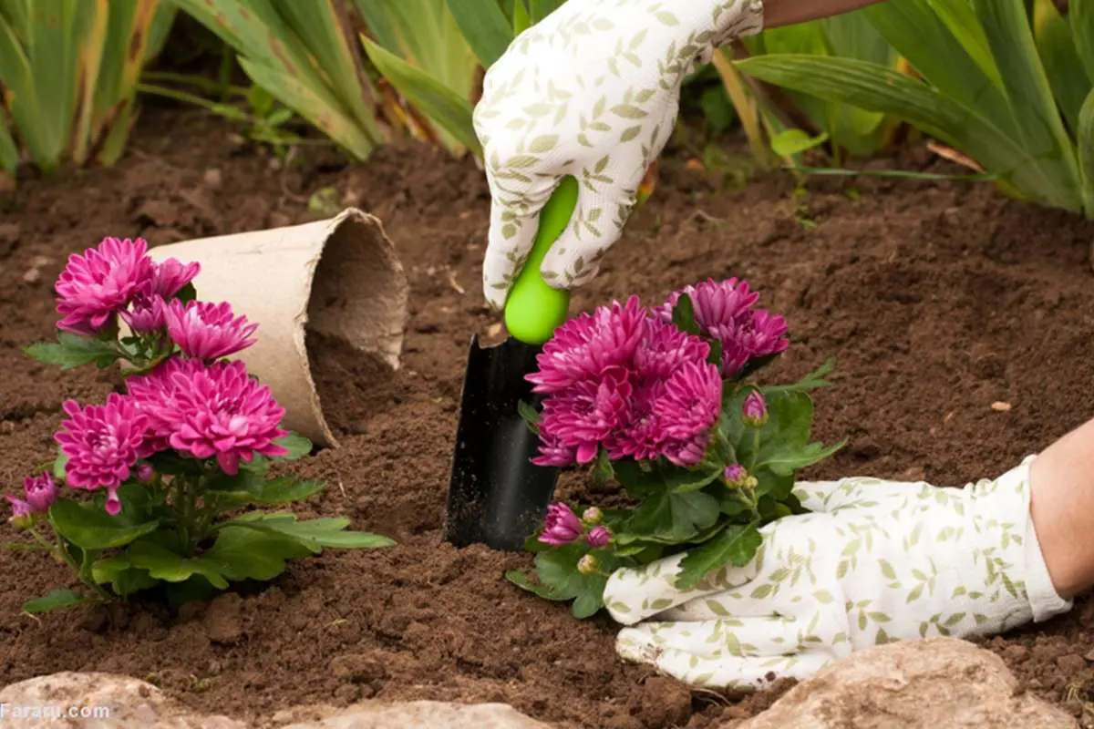 گل‌های داوودی؛ همه چیز درباره گلدان پاییزی؛ کاشت، نگهداری و آفات