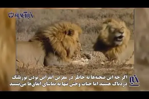 لحظه حمله وحشیانه و قتل بیرحمانه یوزپلنگ توسط شیر قوی هیکل