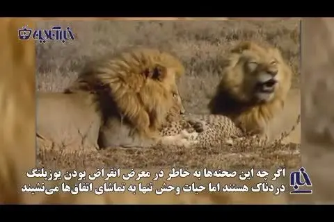 لحظه حمله وحشیانه و قتل بیرحمانه یوزپلنگ توسط شیر قوی هیکل