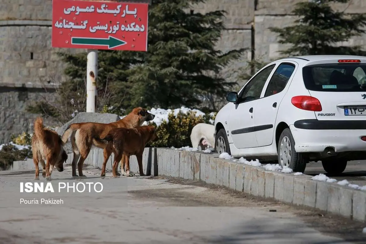(تصاویر) به سگ های ولگرد غذا ندهید!