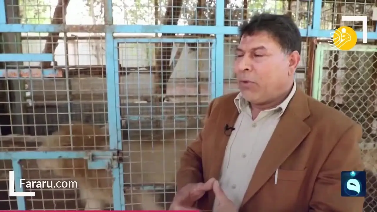 (ویدئو) مرد عراقی در خانه خود شیر پرورش می‌دهد!