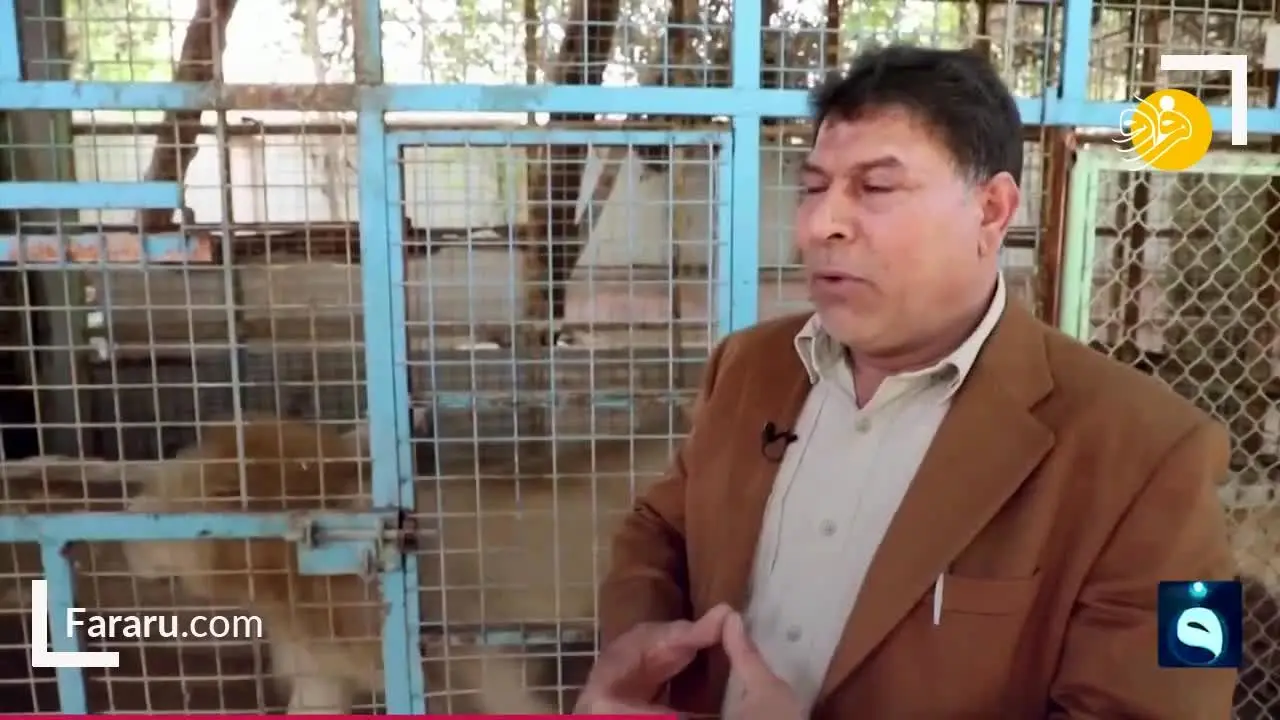 (ویدئو) مرد عراقی در خانه خود شیر پرورش می‌دهد!