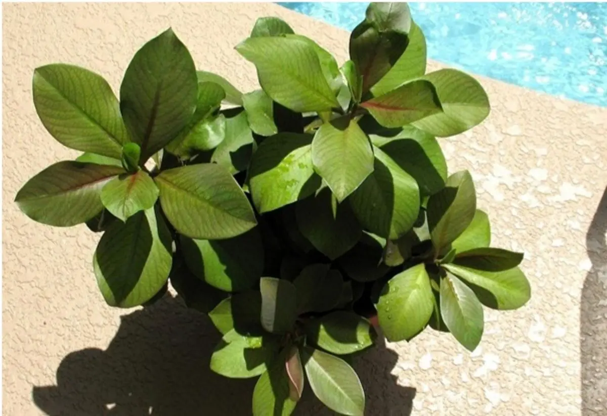 نکاتی برای نگهداری و پرورش گیاه فردوس یا سینادنیوم گرانتی