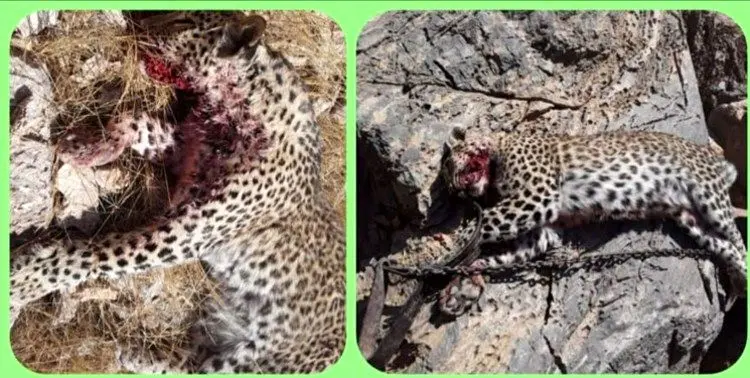 شکار پلنگ و سوزاندن آن در کرمان